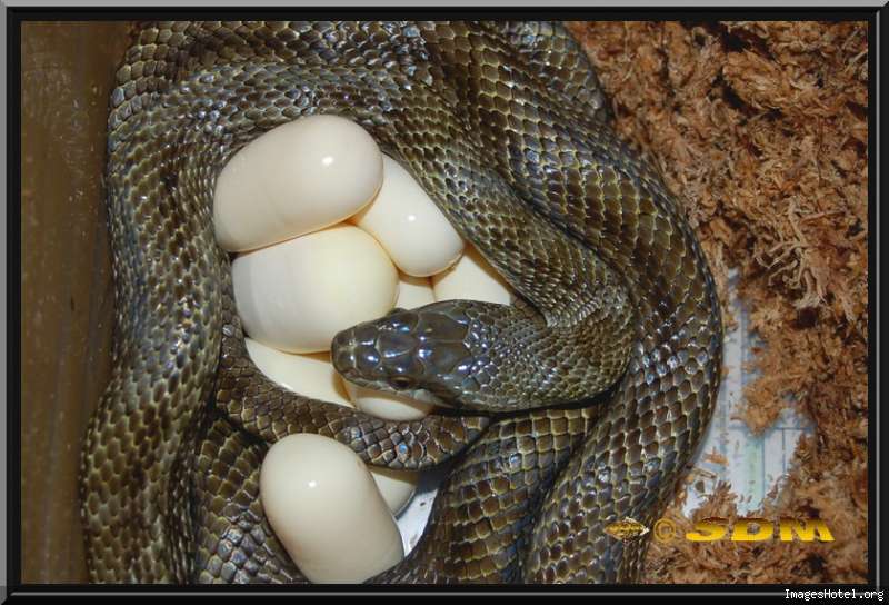 Image hébergée sur <a href=